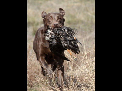 Faith labrador with bird