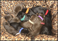 Pirate x Hope Puppies Labradors