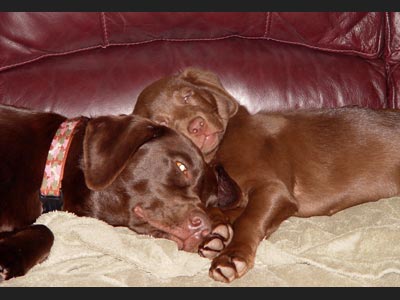 Faith lab - snoozing with big sister, Hope