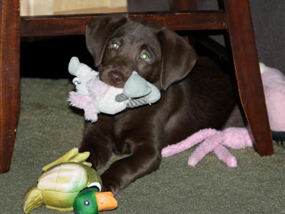 Faith - Labrador Retriever