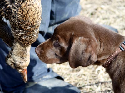 Faith - Labrador Retriever