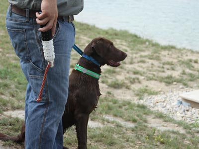 Faith - Labrador Retriever