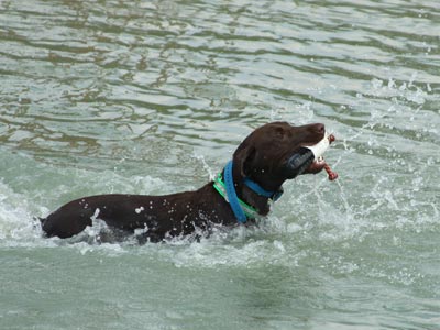 Faith - Labrador Retriever