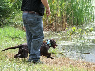 Faith - Labrador Retriever