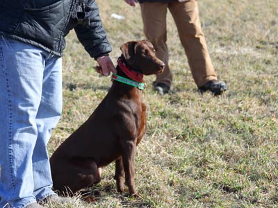 Faith - Labrador Retriever