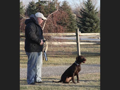 Hope labrador with trainer Sean - bumpers