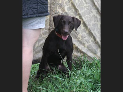 Hope labrador waiting her turn