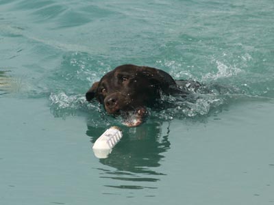 Hope labrador - water retrieving